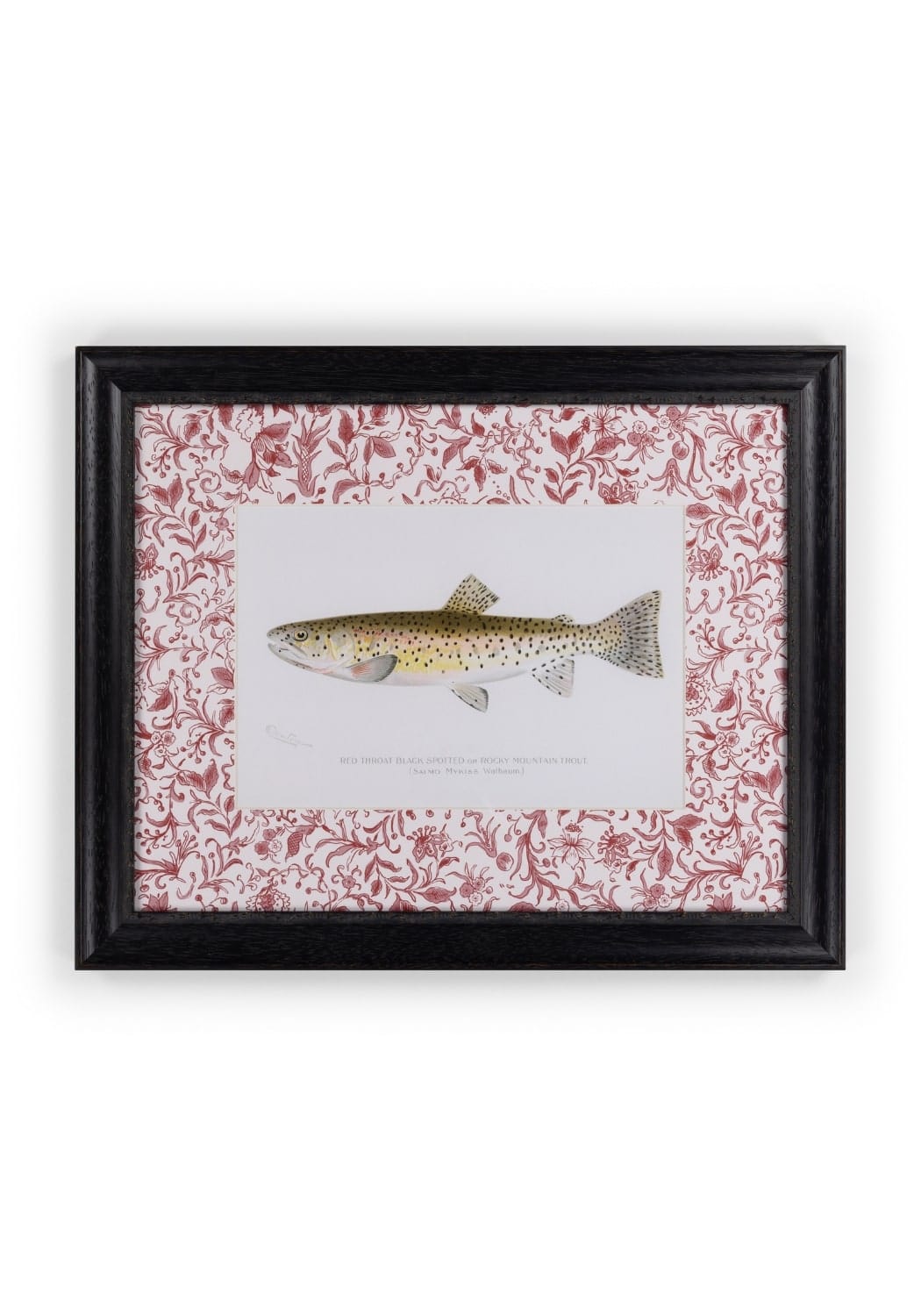 Camelot's Vintage Fish Study II - Casa by Josephine Jenno