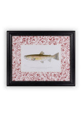 Camelot's Vintage Fish Study II - Casa by Josephine Jenno