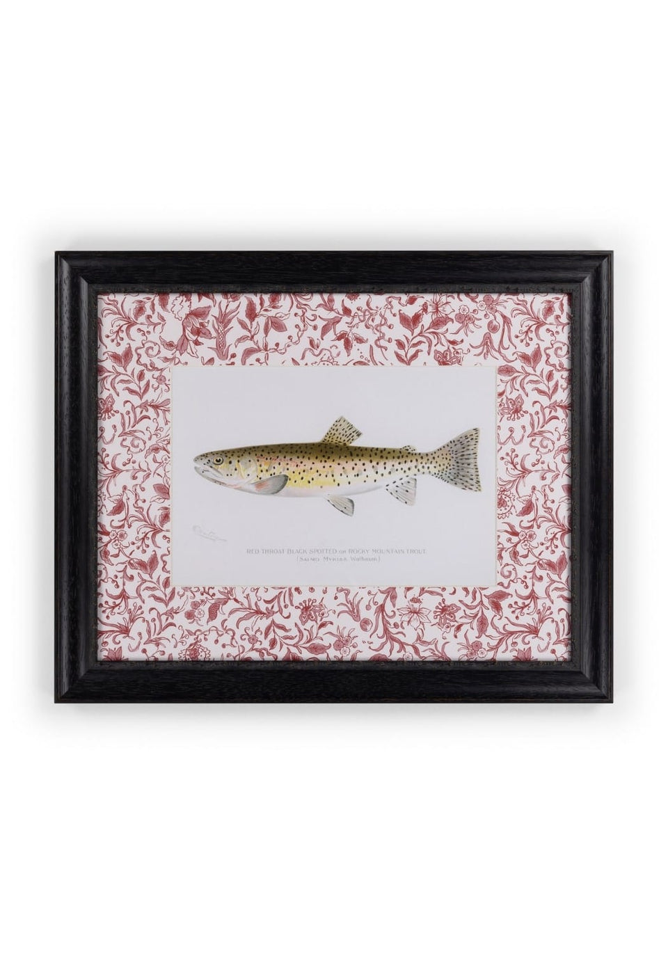 Camelot's Vintage Fish Study II - Casa by Josephine Jenno