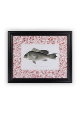 Camelot's Vintage Fish Study III - Casa by Josephine Jenno