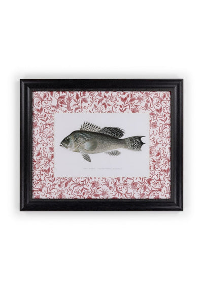 Fish III Framed Print – Noble Vintage for the English Home