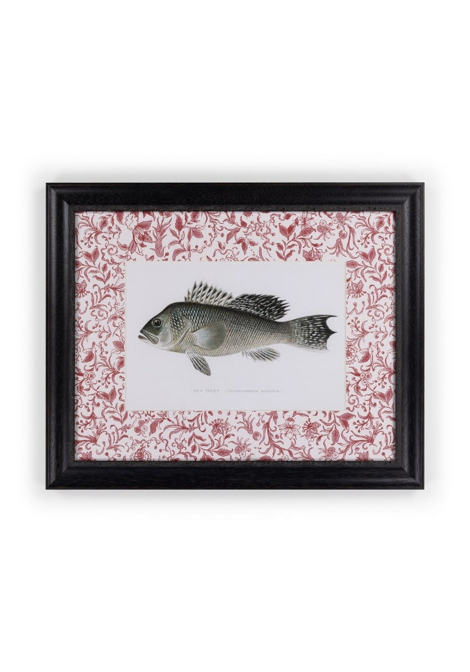 Camelot's Vintage Fish Study III - Casa by Josephine Jenno