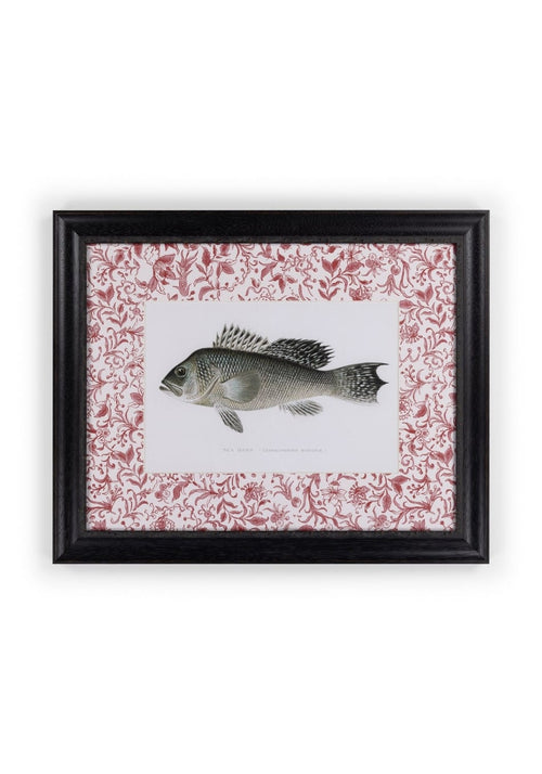 Fish III Framed Print – Noble Vintage for the English Home