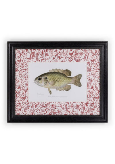 Fish IV Framed Print – British, and Just a Bit Brilliant