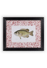 Fish IV Framed Print British, and Just a Bit Brilliant