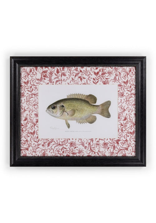Fish IV Framed Print – British, and Just a Bit Brilliant