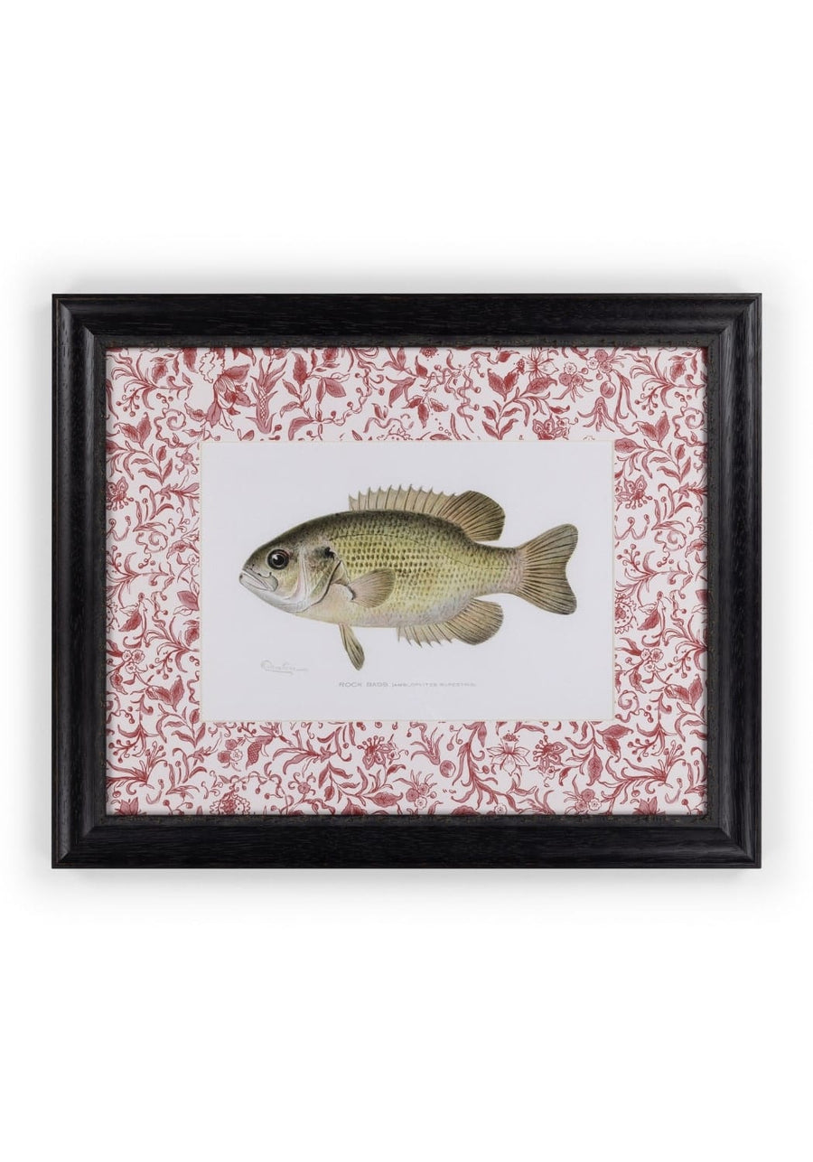 Fish IV Framed Print – British, and Just a Bit Brilliant