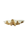 Odyssey Shell Centerpiece