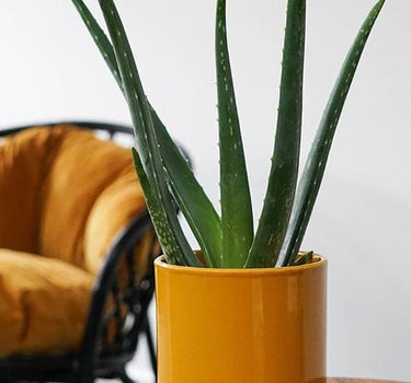 Enos Pot, Indoor Planter H13.5cm x D13cm