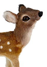 Bambi's Sophisticated Cousin: Spotted Deer - A pair