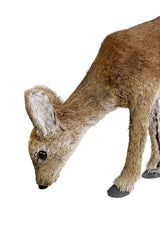 Peaceful Grazer: Brown Deer -A Pair