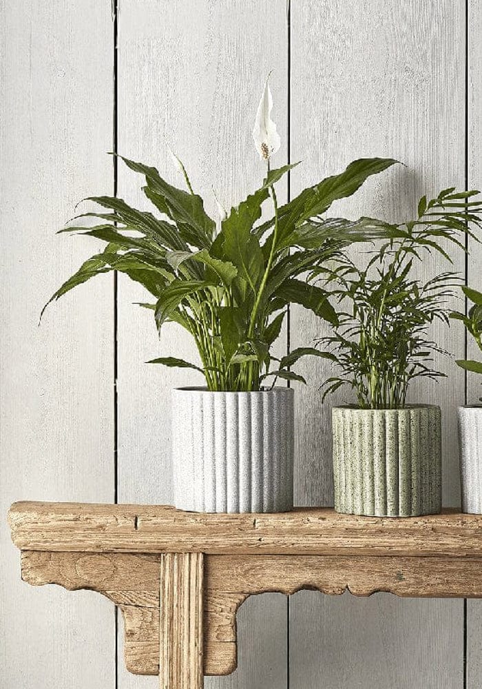 Speckled Stone Indoor Plant Pot - Casa by Josephine Jenno
